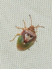 Eupolemus angularis