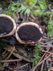 Elaphomyces