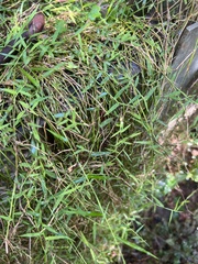 Ottochloa gracillima