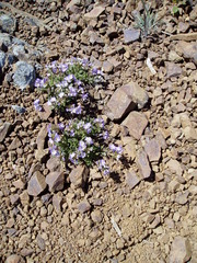 Polemonium pulcherrimum