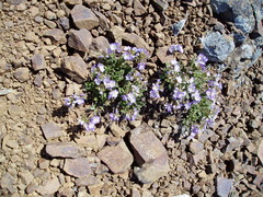 Polemonium pulcherrimum