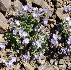 Polemonium pulcherrimum