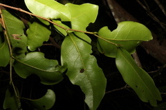 Huberantha nitidissima