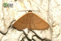 Arasada kanshireiensis