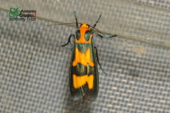 Chrysaeglia magnifica