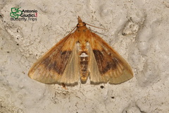 Mabra eryxalis