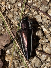 Iridotaenia