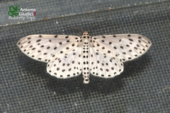 Antipercnia belluaria