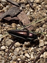 Iridotaenia