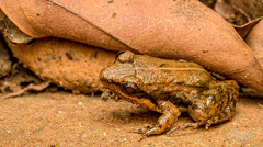 Minervarya sahyadris