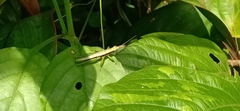 Neorthacris