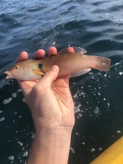 Halichoeres semicinctus