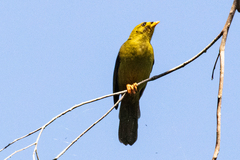 Manorina melanophrys