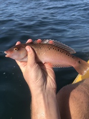 Halichoeres semicinctus