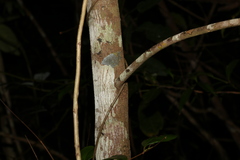 Huberantha nitidissima