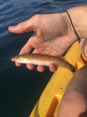 Halichoeres californicus