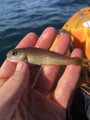 Caulolatilus princeps