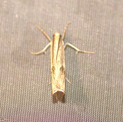 Ancylolomia simplella