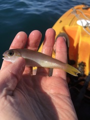 Caulolatilus princeps