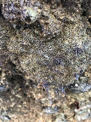 Dodecaceria fewkesi