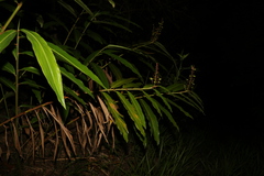 Alpinia caerulea