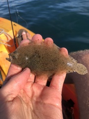 Citharichthys stigmaeus