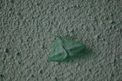 Isturgia arenacearia