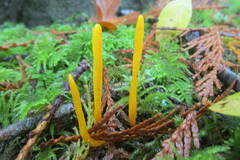 Clavulinopsis amoena