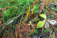 Clavulinopsis amoena