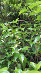 Geniostoma ligustrifolium