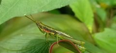 Neorthacris