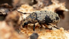 Euparius didymus