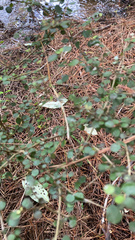 Coprosma rhamnoides