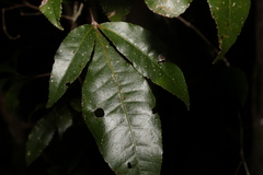 Pseudoweinmannia lachnocarpa