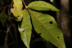 Pseudoweinmannia lachnocarpa