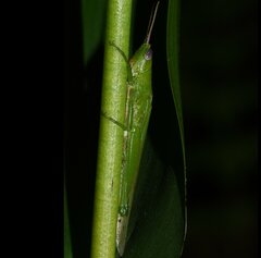 Stenacris vitreipennis