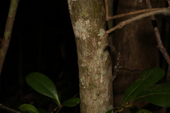 Pseudoweinmannia lachnocarpa