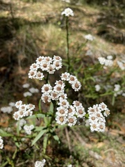Ixodia achillaeoides