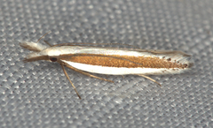 Angustalius malacellus