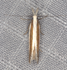 Angustalius malacellus