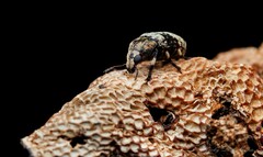 Euparius didymus