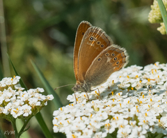 Coenonympha amaryllis
