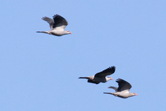 Lopholaimus antarcticus