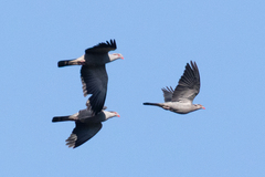 Lopholaimus antarcticus