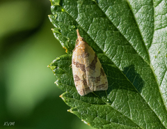 Sparganothis pilleriana