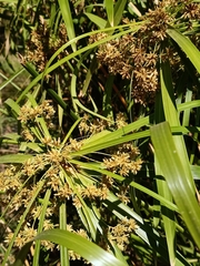 Cyperus