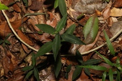 Aneilema acuminatum
