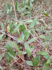 Gelsemium sempervirens