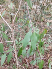 Gelsemium sempervirens