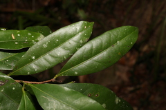 Cryptocarya sclerophylla